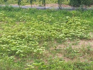 손 무현님의 들깨 · 영농일지 작성글 사진