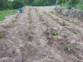 손 무현님의 들깨 · 영농일지 작성글 사진