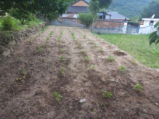 손 무현님의 들깨 · 영농일지 작성글 사진