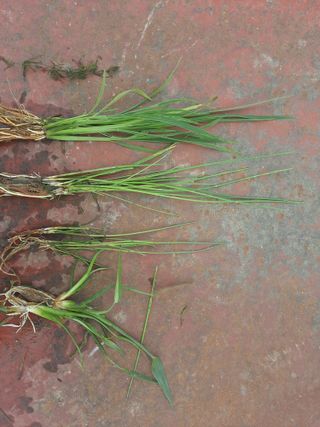 김영호님의 벼 · 영농일지 작성글 사진