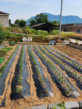 황금송2002님의 참깨 · 영농일지 작성글 사진