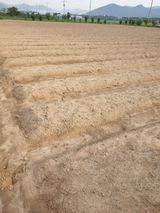 팜모닝 콩·영농일지 게시글 이미지