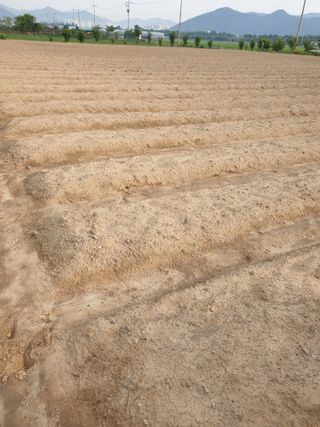 도시부부농부님의 콩 · 영농일지 작성글 사진