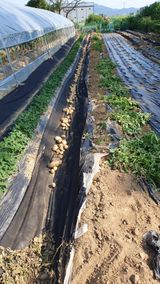 팜모닝 감자·영농일지 게시글 이미지