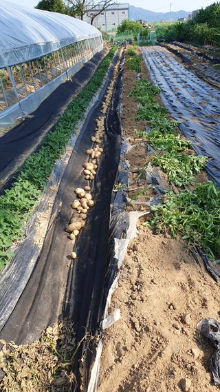 이서구님의 감자 · 영농일지 작성글 사진