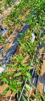 팜모닝 고추·병해충상담 게시글 이미지