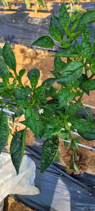 장천덕님의 고추 · 병해충상담 작성글 사진