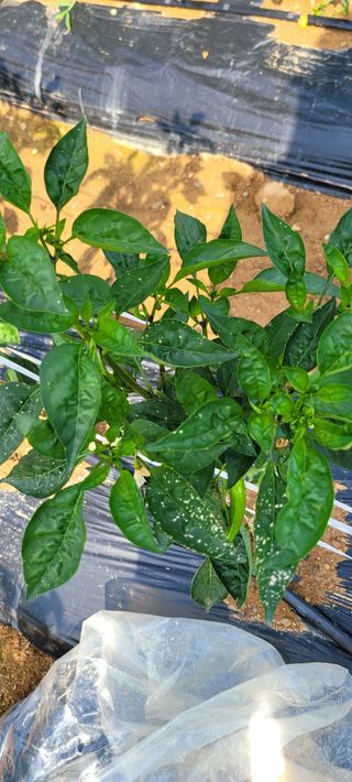 장천덕님의 고추 · 병해충상담 작성글 사진