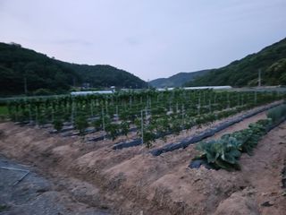 권다갈님의 참깨 · 영농일지 작성글 사진