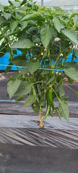 팜모닝 고추·영농일지 게시글 이미지