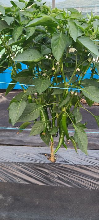 부엉이농사꾼님의 고추 · 영농일지 작성글 사진