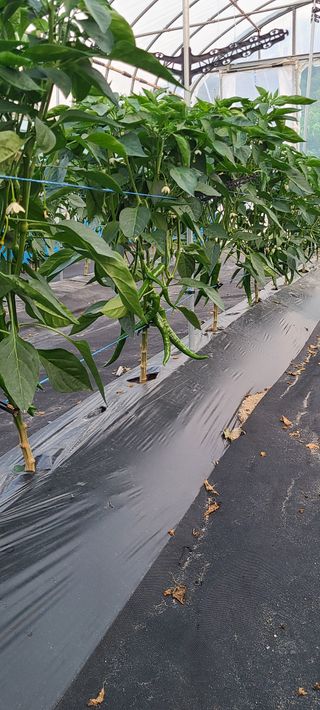 부엉이농사꾼님의 고추 · 영농일지 작성글 사진