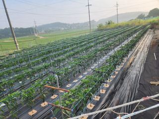 노연환님의 고추 · 영농일지 작성글 사진