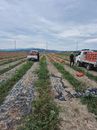 송광만님의 양파 · 영농일지 작성글 사진
