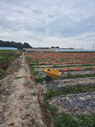 송광만님의 양파 · 영농일지 작성글 사진