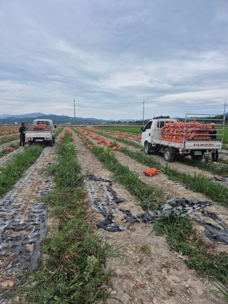송광만님의 양파 · 영농일지 작성글 사진