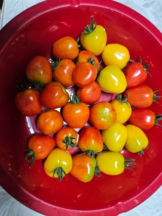 김조영님의 토마토 · 영농일지 작성글 사진