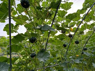 청안님의 호박 · 영농일지 작성글 사진