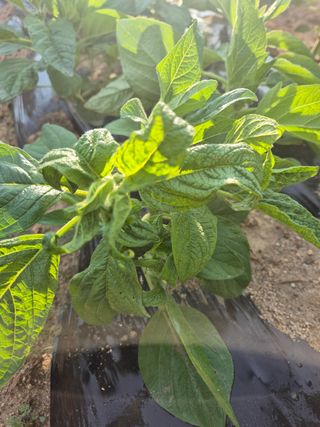 김현정님의 참깨 · 영농일지 작성글 사진