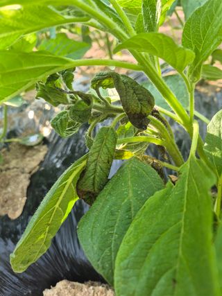 김현정님의 참깨 · 영농일지 작성글 사진