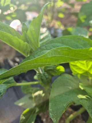 김현정님의 참깨 · 영농일지 작성글 사진