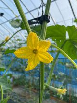 팜모닝 오이·병해충상담 게시글 이미지