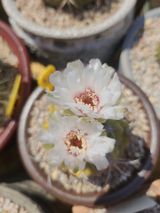 팜모닝 기타작물·영농일지 게시글 이미지