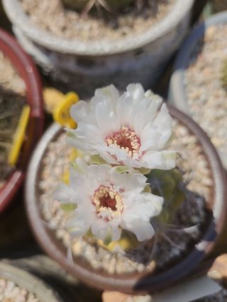 이연옥님의 기타작물 · 영농일지 작성글 사진