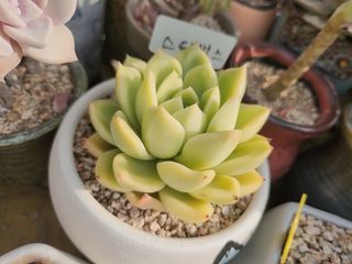 이연옥님의 기타작물 · 영농일지 작성글 사진