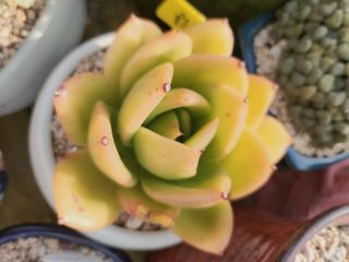 이연옥님의 기타작물 · 영농일지 작성글 사진