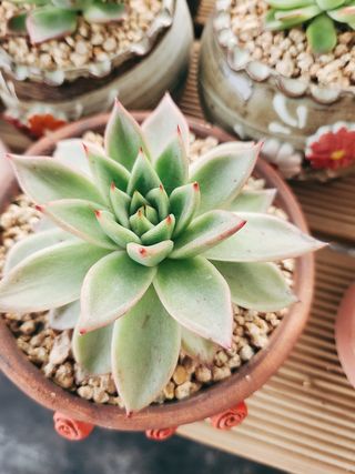 이연옥님의 기타작물 · 영농일지 작성글 사진