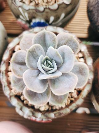 이연옥님의 기타작물 · 영농일지 작성글 사진