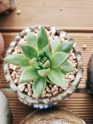 이연옥님의 기타작물 · 영농일지 작성글 사진