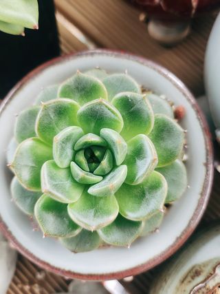 이연옥님의 기타작물 · 영농일지 작성글 사진