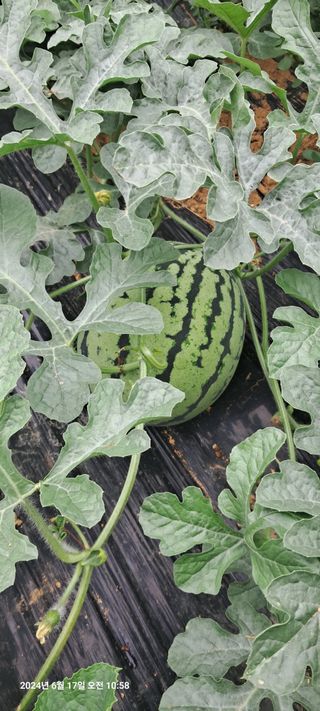 문경보님의 자유주제 · 사진전 작성글 사진