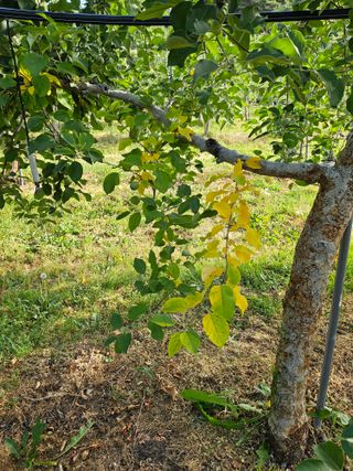 예나사랑님의 농사, 무엇이든 물어보세요! · 참여글 작성글 사진