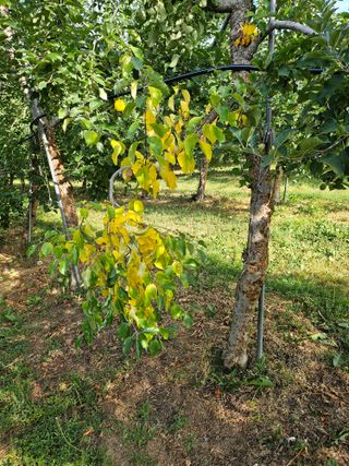예나사랑님의 농사, 무엇이든 물어보세요! · 참여글 작성글 사진