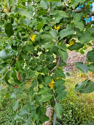 예나사랑님의 농사, 무엇이든 물어보세요! · 참여글 작성글 사진