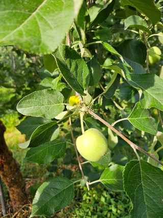 예나사랑님의 농사, 무엇이든 물어보세요! · 참여글 작성글 사진