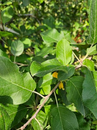 예나사랑님의 농사, 무엇이든 물어보세요! · 참여글 작성글 사진