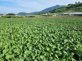 돌산갓스타님의 기타작물 · 영농일지 작성글 사진