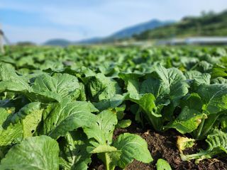 돌산갓스타님의 기타작물 · 영농일지 작성글 사진