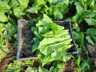 돌산갓스타님의 기타작물 · 영농일지 작성글 사진