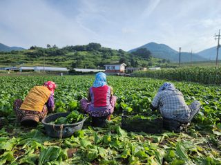돌산갓스타님의 기타작물 · 영농일지 작성글 사진