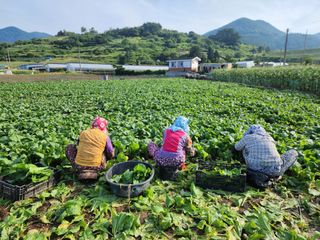 돌산갓스타님의 기타작물 · 영농일지 작성글 사진
