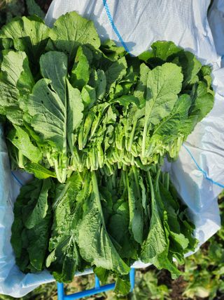 돌산갓스타님의 기타작물 · 영농일지 작성글 사진