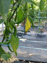 팜모닝 고추·병해충상담 게시글 이미지