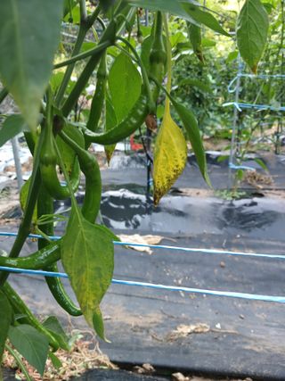 행복한일상님의 고추 · 병해충상담 작성글 사진