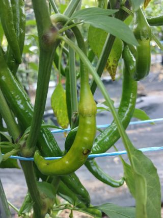 행복한일상님의 고추 · 병해충상담 작성글 사진