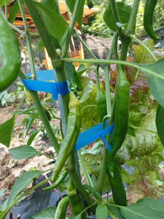 행복한일상님의 고추 · 병해충상담 작성글 사진